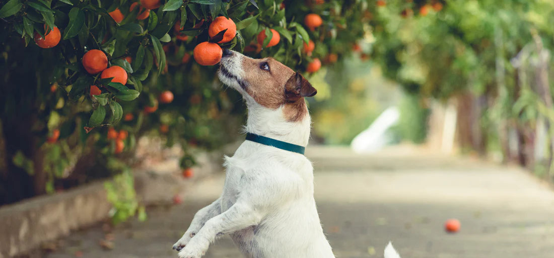 Ein Jack Russel Terrier schnuppert an einer Mandarine