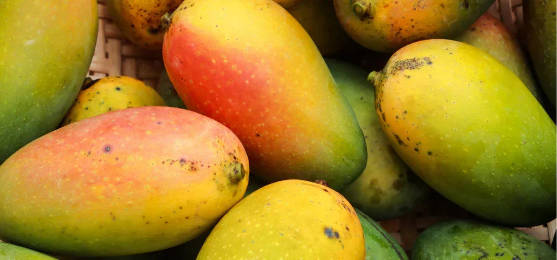 Nahaufnahme von vielen Mangos