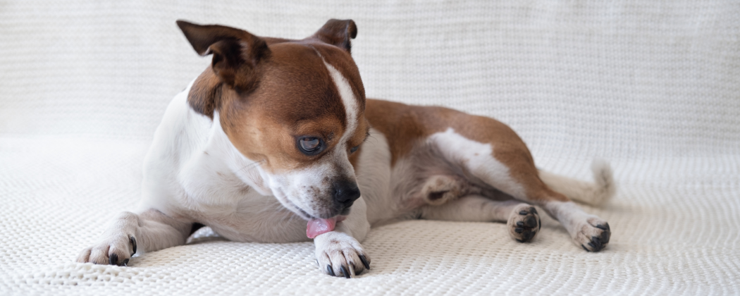 Hund leckt sich ständig die Pfote: Was tun?