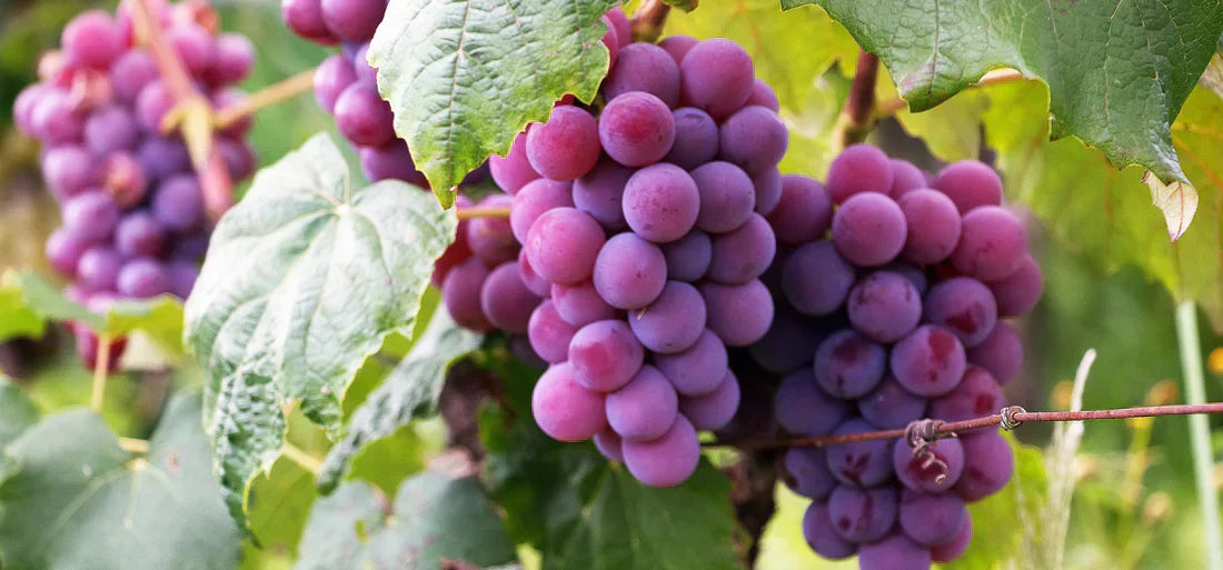 Reife rote Weintrauben hängen am Weinstock