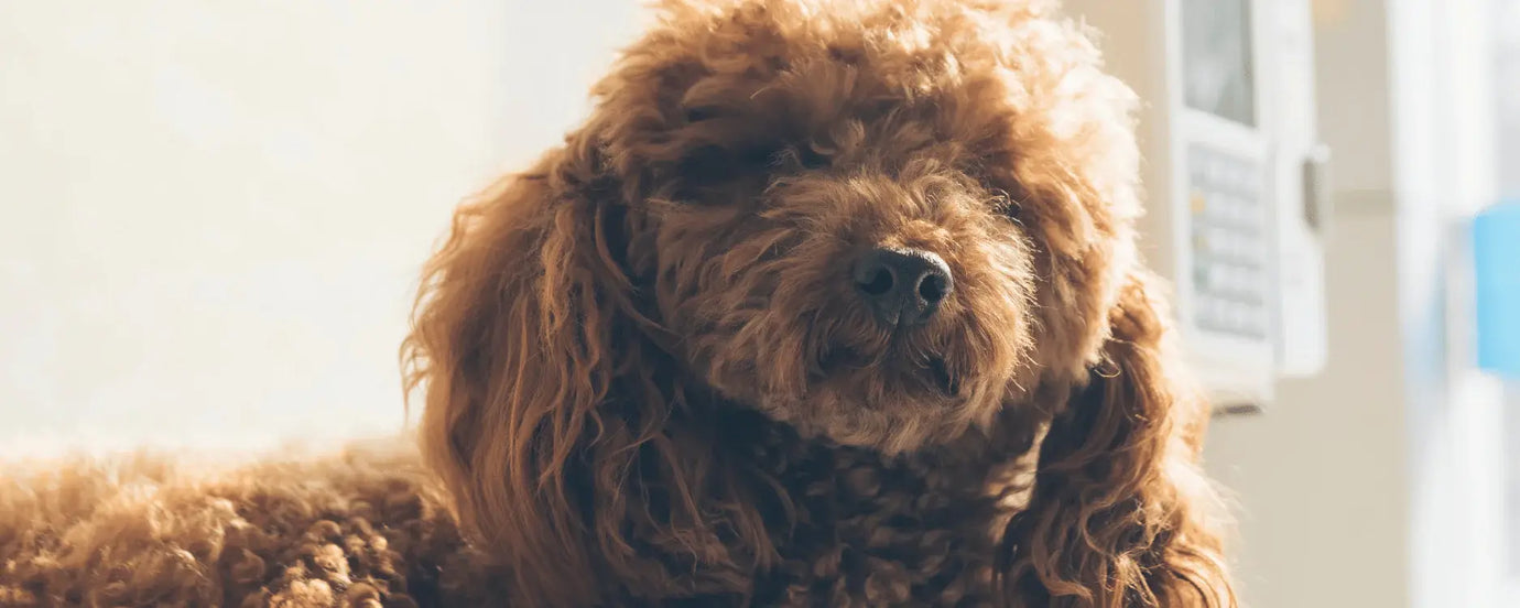 Ein brauner Hund