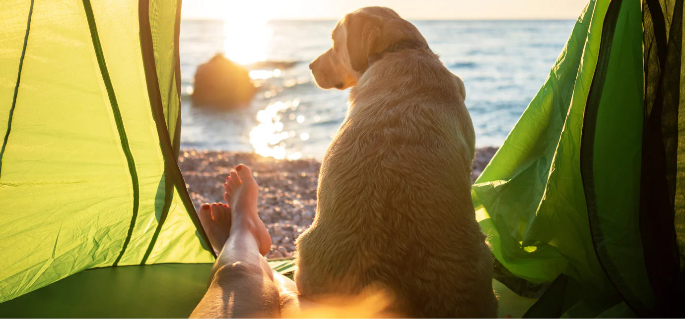 Hund sitzt im Zelt mit Blick auf's Meer