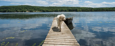 Hund auf einem Steg am See