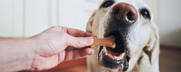 Eine Hand hält einem hellen Labrador einen Knochen-förmigen Hundekeks vor das Maul, während der Hund ihn gerade vorsichtig mit den Zähnen nimmt