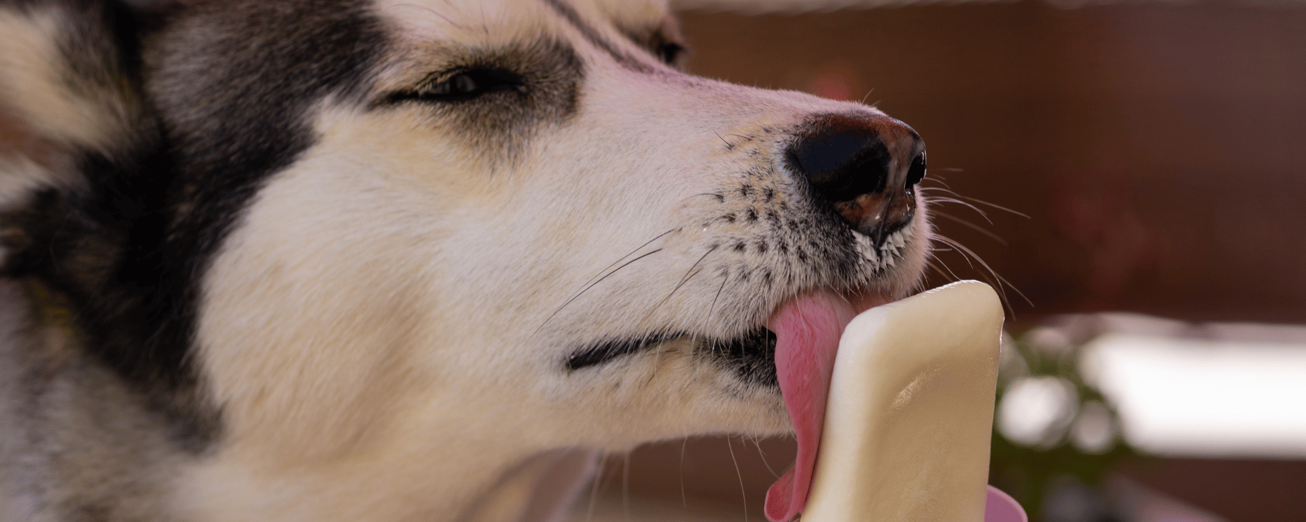 Hund schleckt ein Eis