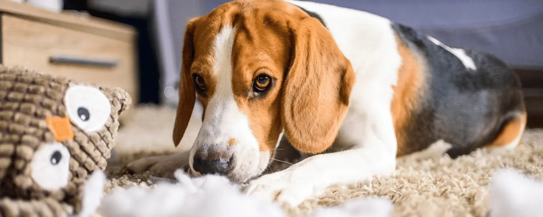 Hundespielzeug: unser Ratgeber fr ideale Beschftigung  BARFER'S