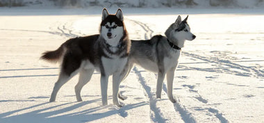 Zwei Sibirian Huskies