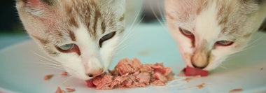 Zwei junge Katzen fressen gemeinsam fein gewolftes rohes Fleisch von einem Teller – anschauliches Beispiel für BARF-Fütterung bei Kitten in der Umstellungsphase