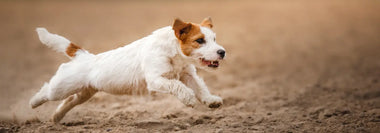 Weißer, rauhaariger Jack Russell Terrier mit braunen Abzeichen an Kopf und Rute rennt in vollem Tempo über sandigen Boden