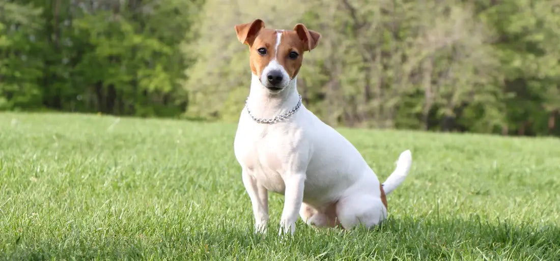 Ein Jack Russel Terrier