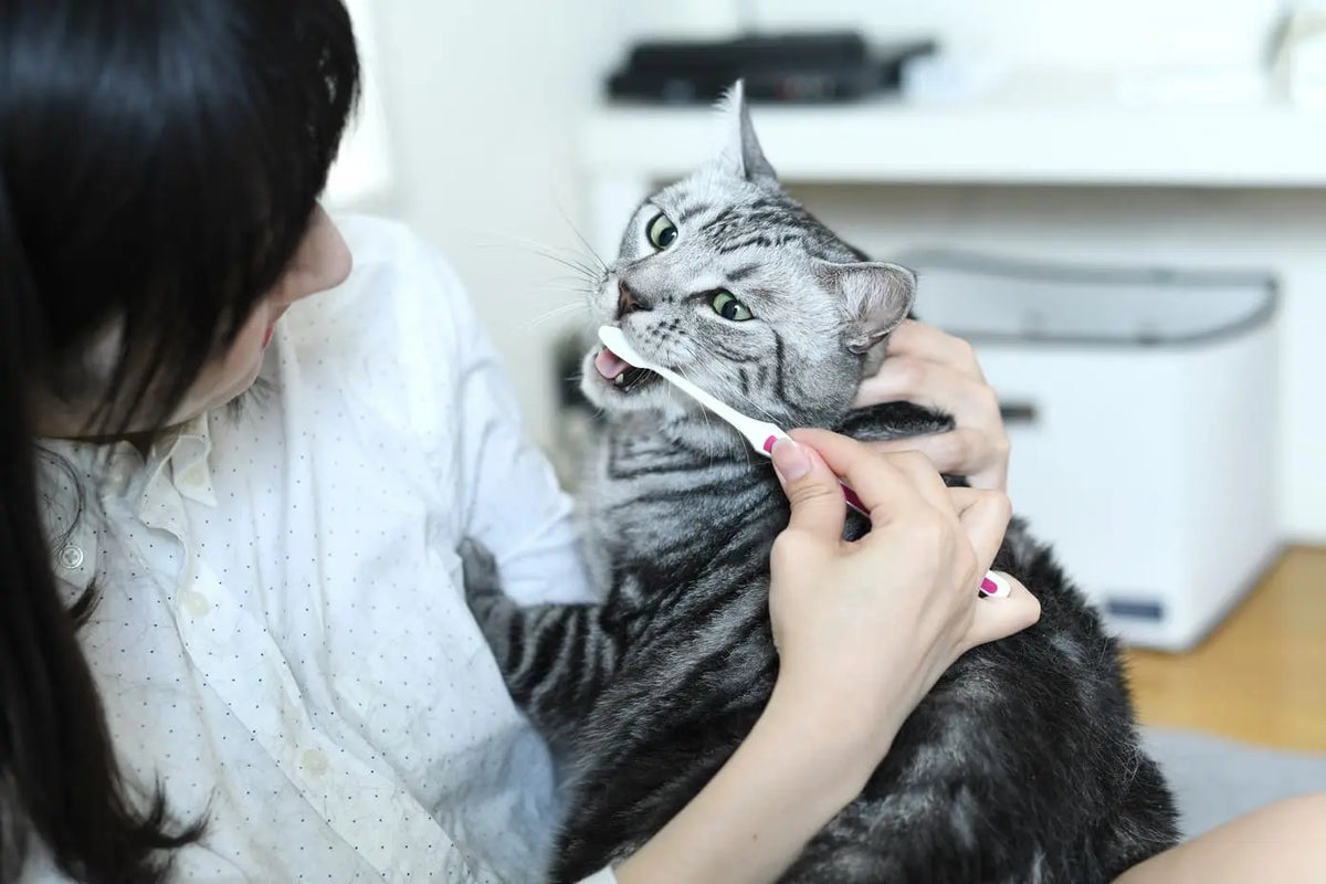 Frau putzt einer grau getigerten Katze mit einer Zahnbürste die Zähne