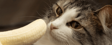 Dürfen Katzen Bananen essen?