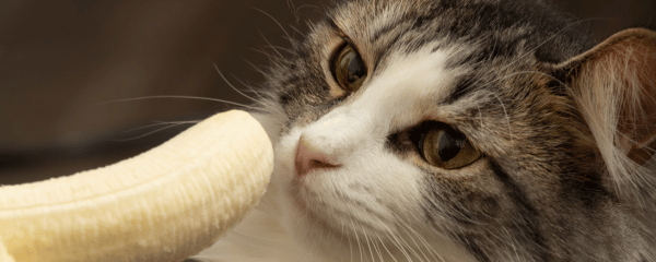Drfen Katzen Bananen essen?  BARFER'S