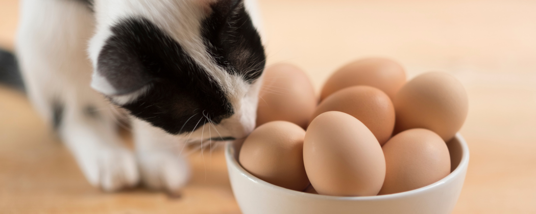Dürfen Katzen Eier essen?