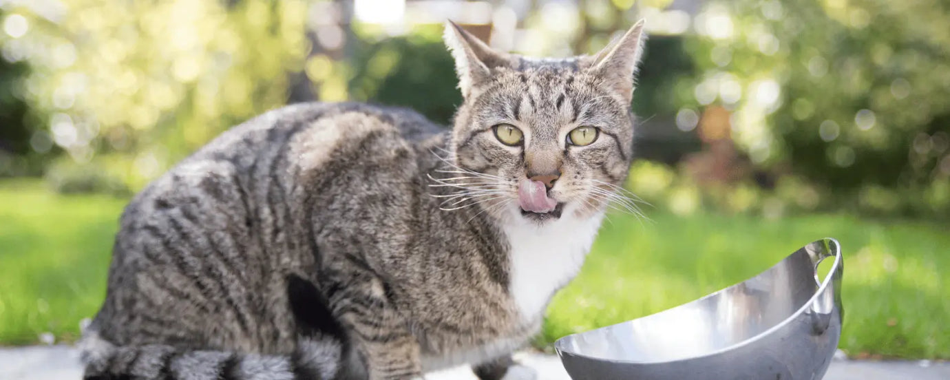eine Katze sitzt im Garten vor einem Napf
