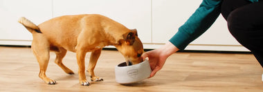 Kleiner brauner Hund isst aus einem BARFER'S Napf, den ihm eine Hand hinhält