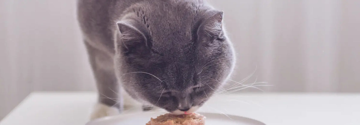 Graue Katze schnuppert an einem rohen Katzenkuchen auf einem Teller
