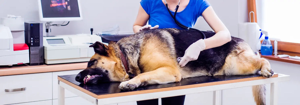 Tierärztin untersucht liegenden Deutschen Schäferhund mit Stethoskop am Bauch auf dem Behandlungstisch