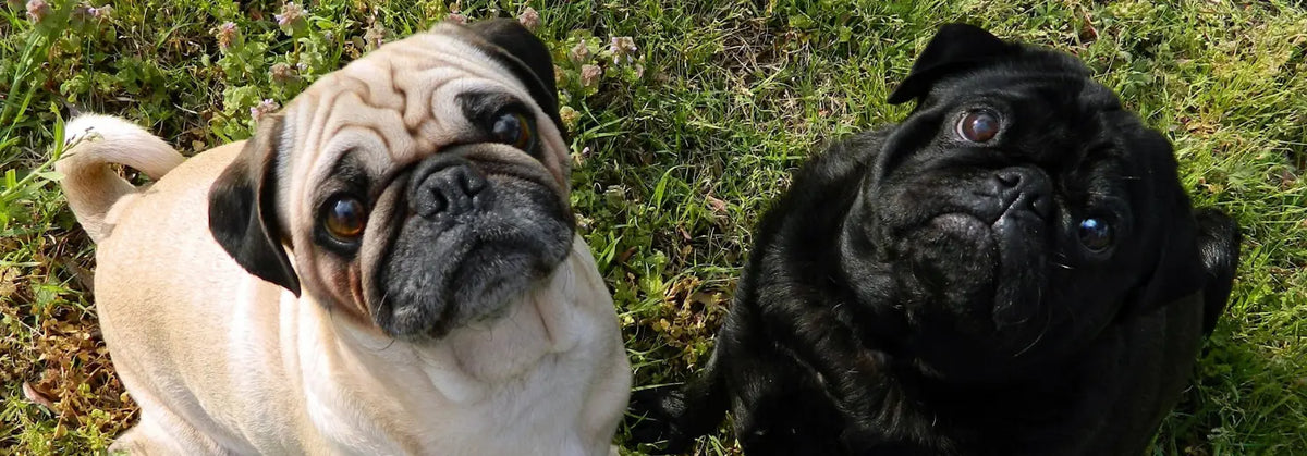 Ein fawnfarbener und ein schwarzer Mops sitzen nebeneinander im Gras und schauen nach oben
