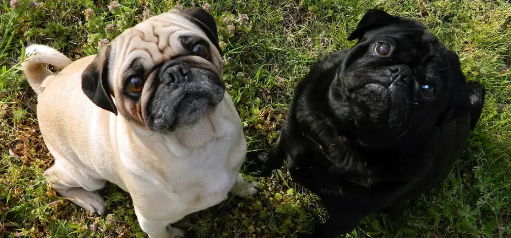 Ein weißer und ein schwarzer Mops