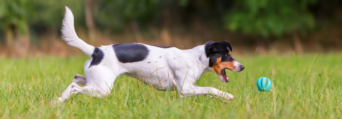 Glatthaariger Parson Russell Terrier, weiß mit schwarzen Flecken und schwarz-lohfarbenem Kopf, rennt über eine Wiese einem türkisfarbenen Ball hinterher