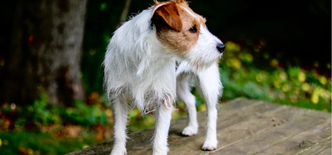 Ein Parson Russel Terrier