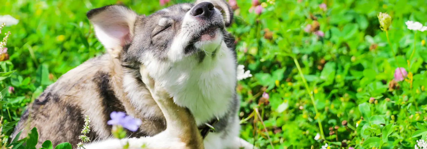 Braun-schwarzer-grauer Hund kratzt sich am Hals auf einer Wiese