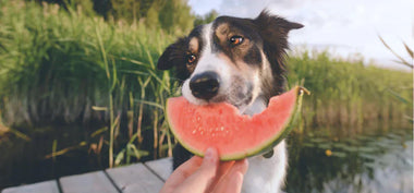 Ein Hund wird mit einer Scheibe Wassermelone im Grünen gefüttert