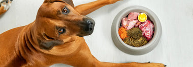 Rhodesian Ridgeback liegt auf einem hellen Holzboden und schaut nach oben, neben ihm ein grauer Napf mit verschiedenen BARF-Zutaten
