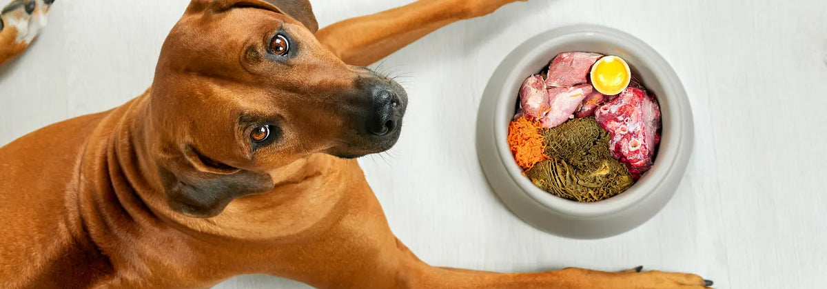 Rhodesian Ridgeback liegt auf einem hellen Holzboden und schaut nach oben, neben ihm ein grauer Napf mit verschiedenen BARF-Zutaten