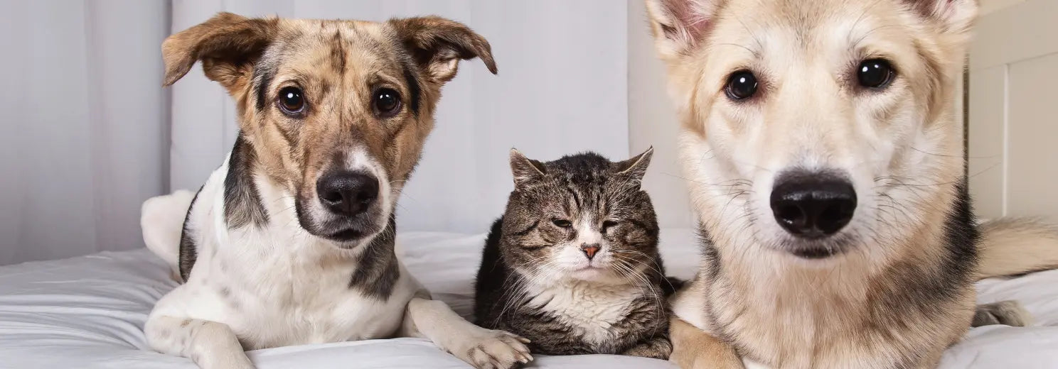 Eine alte Katze liegt auf einem Bett zwischen 2 älteren Hunden
