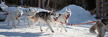 Sibirian Huskys ziehen im Geschirr einen Schlitten durch verschneite Landschaft