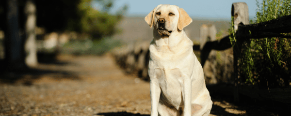 Übergewichtige Hunde: Mit gesunder Ernährung zum Wunschgewicht