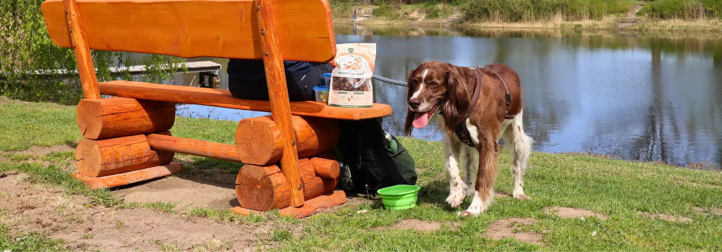 Braun-weißer Hund mit heraushängender Zunge steht an einem See neben einer Holzbank, davor ein grüner Faltnapf und eine Tüte BARFER'S Snacks auf der Bank