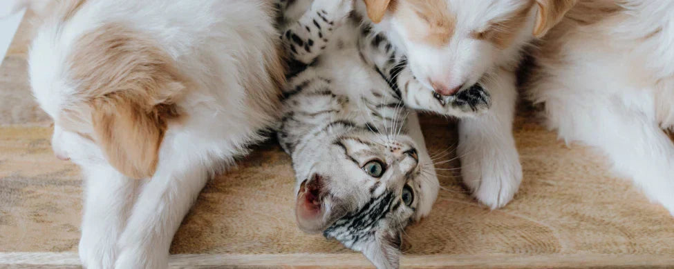 Zwei Hunde und eine Katze, kuschelnd