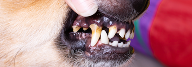 Hand hebt Lefze eines Hundes an und zeigt verfärbte Zähne mit Zahnstein