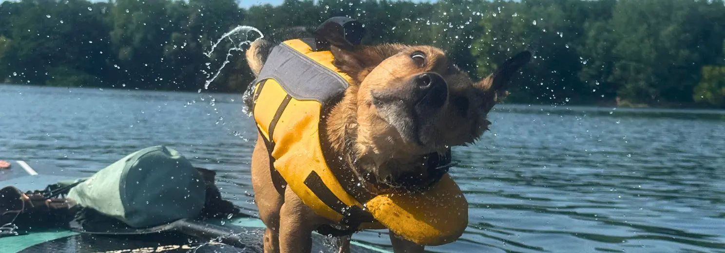 Terrier Archie trägt eine gelbe Schwimmweste und schüttelt sich auf einem SUP im See, im Hintergrund Wald
