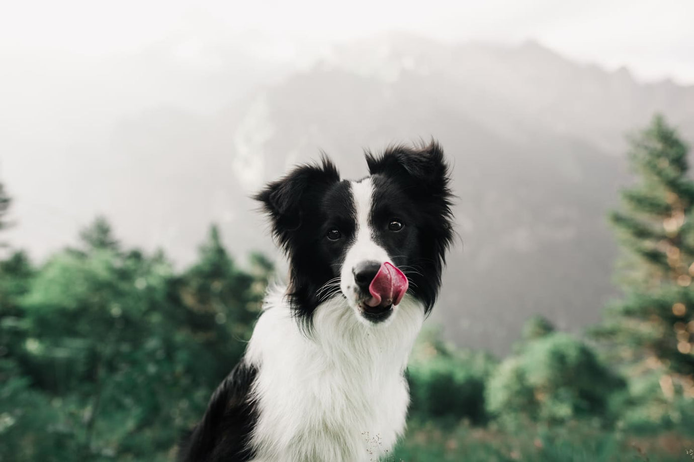 Ein schwarz-weißer Hund leckt sich über seinen Schnauze