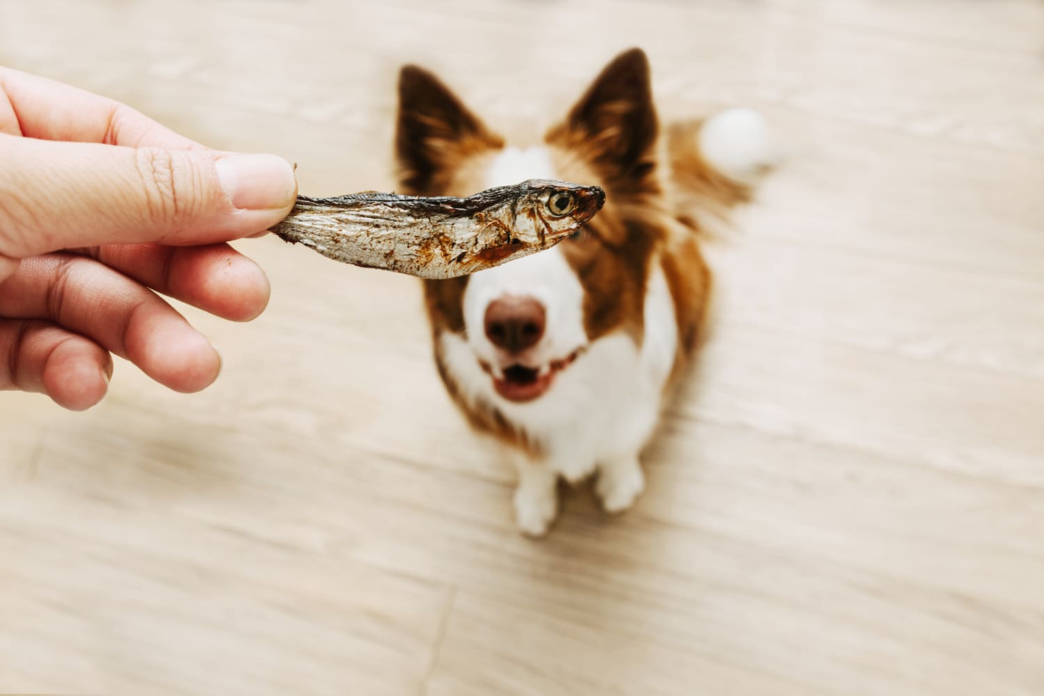 Eine Hand hält einem Hund eine getrocknete Sprotte vor das Gesicht