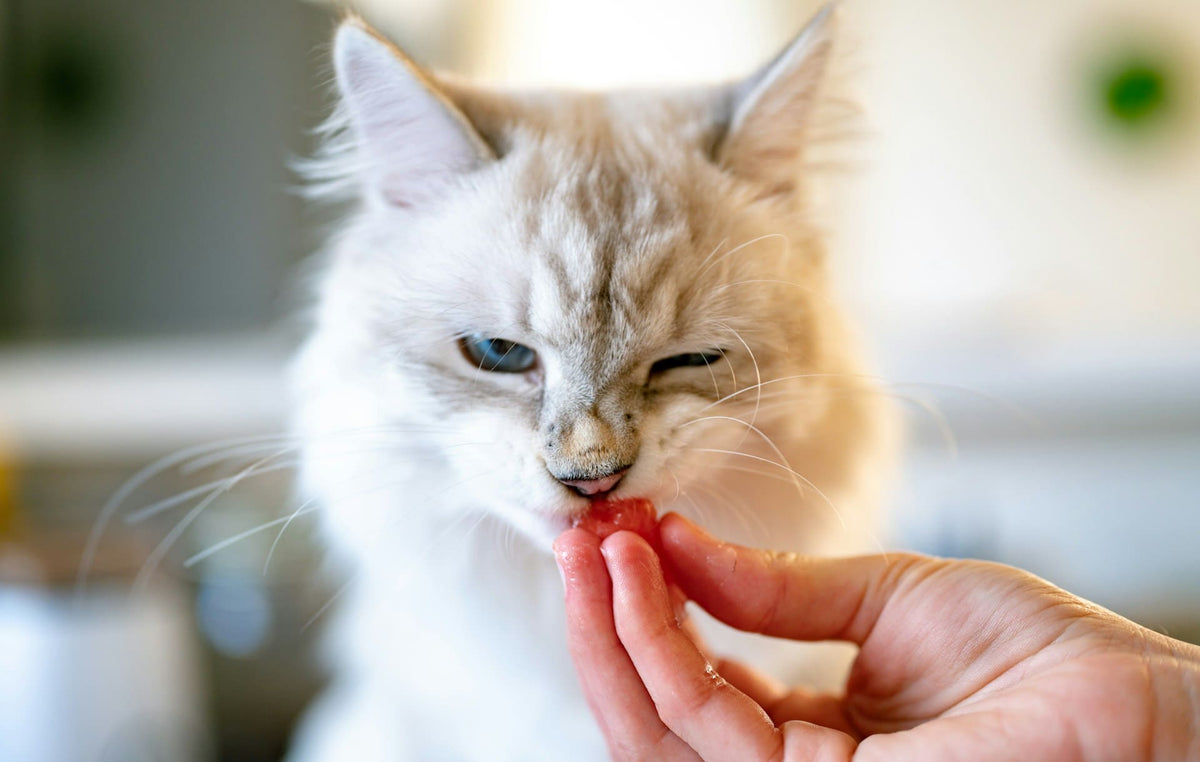 Katze isst rohes Fleisch