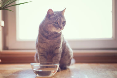 Eine Katze sitzt vor einer Schale mit Wasser