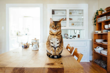 Eine Katze sitzt auf einem Esstisch