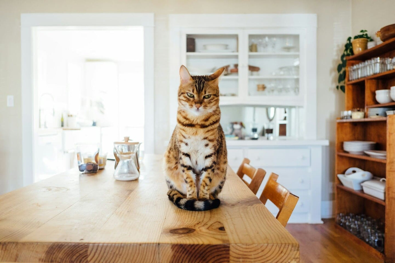 Eine Katze sitzt auf einem Esstisch.