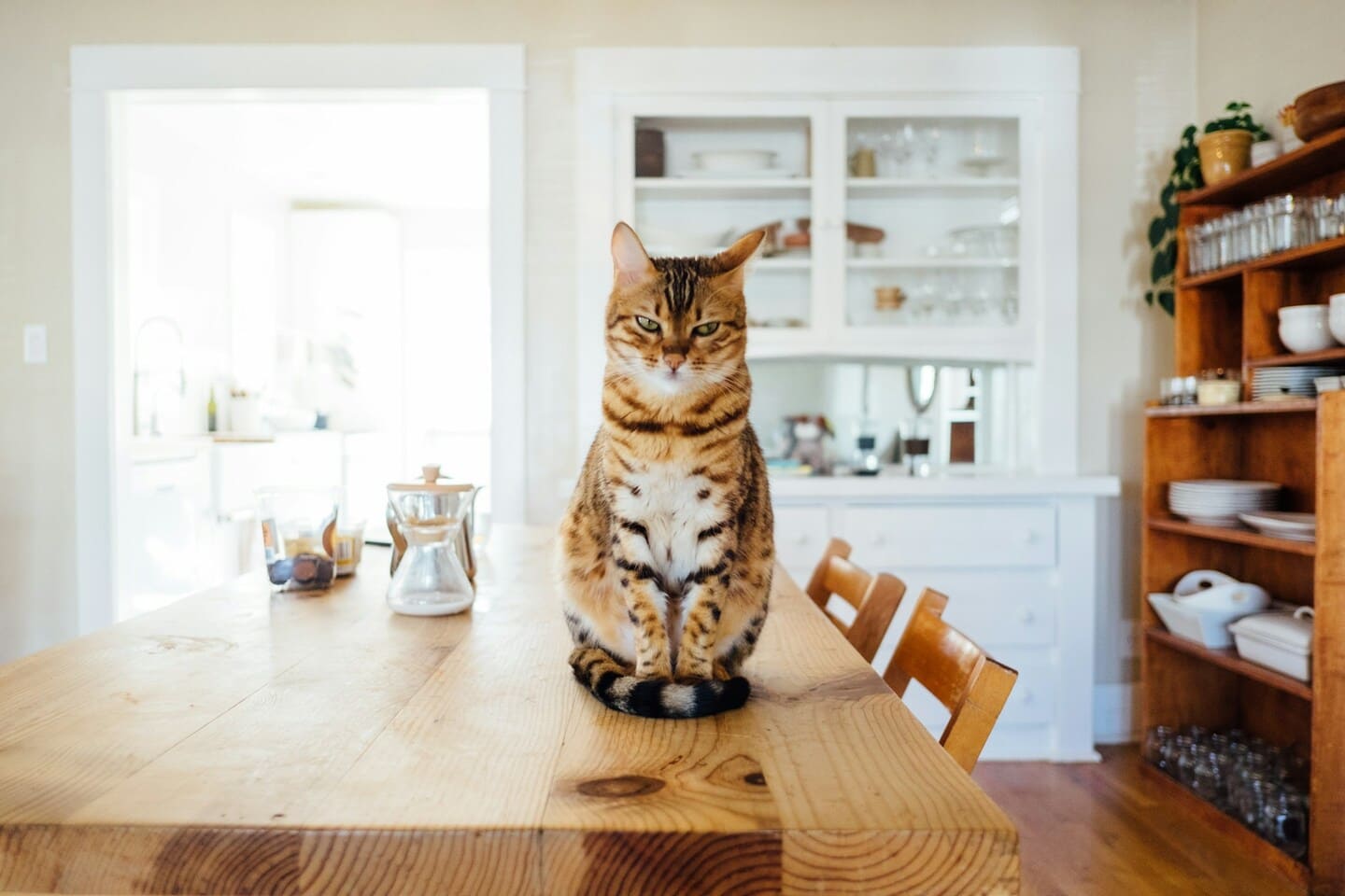 Eine Katze sitzt auf einem Esstisch.