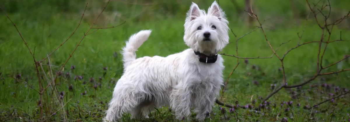 West Highland White Terrier mit weißem Fell, aufgestellten Ohren und dunklem Halsband steht aufmerksam auf einer Wiese zwischen kahlen Zweigen und lila Blüten