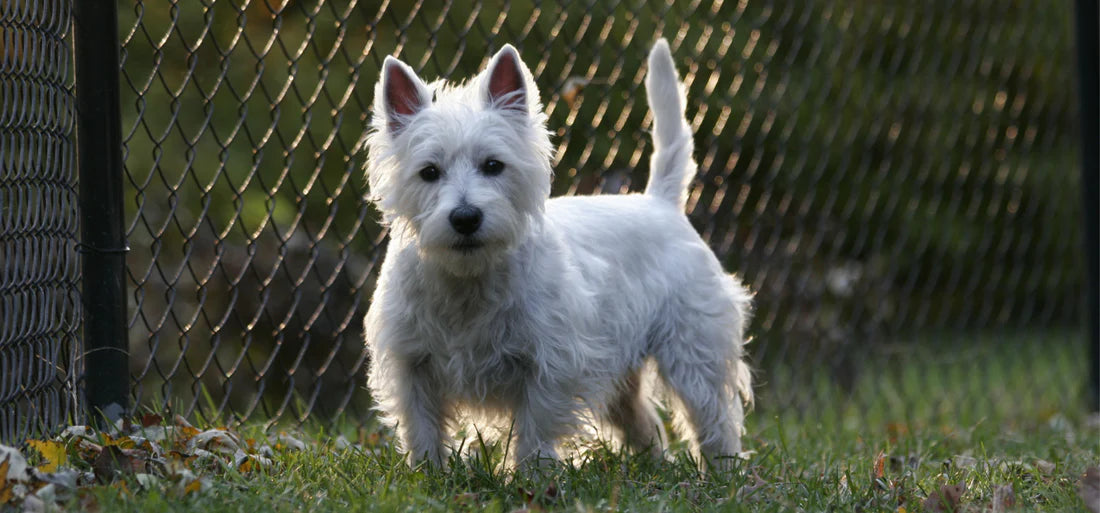 Ein West Highland White Terrier
