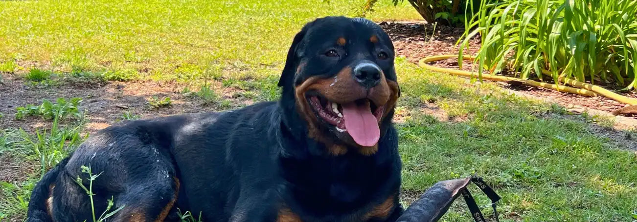 Rottweiler liegt entspannt im Garten im Schatten, hechelt mit heraushängender Zunge und schaut zufrieden in die Kamera