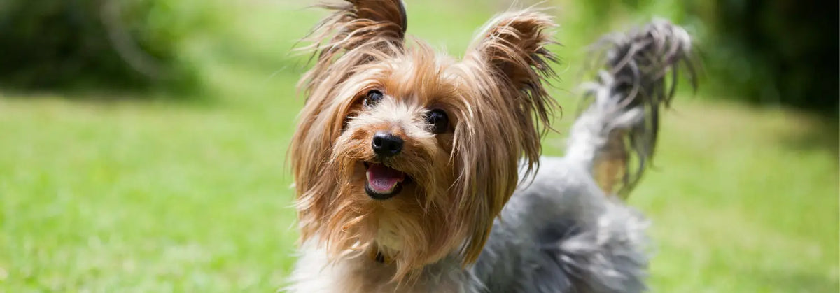 Yorkshire Terrier mit langem, seidigem Fell steht fröhlich auf einer Wiese