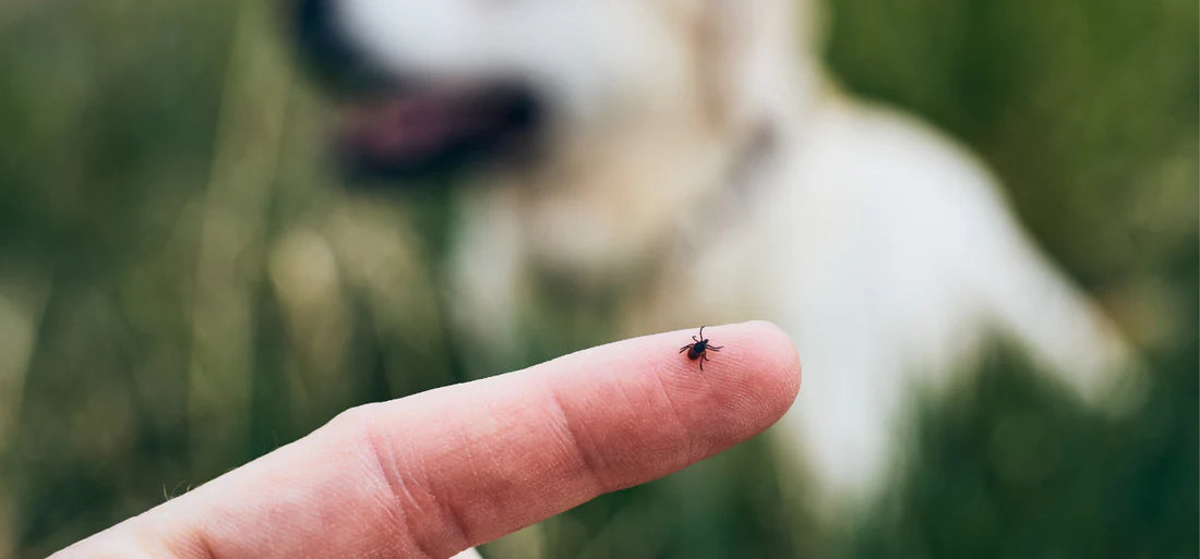 Eine Zecke auf einem Finger