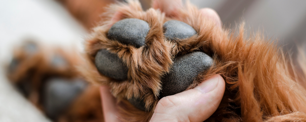 Zwischenzehen-granulom beim Hund: Ursachen und Behandlung